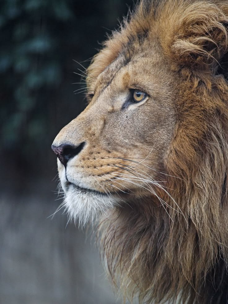 a close up photo of a lion's face with blue eyes and long mane