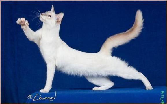 a white cat standing on its hind legs