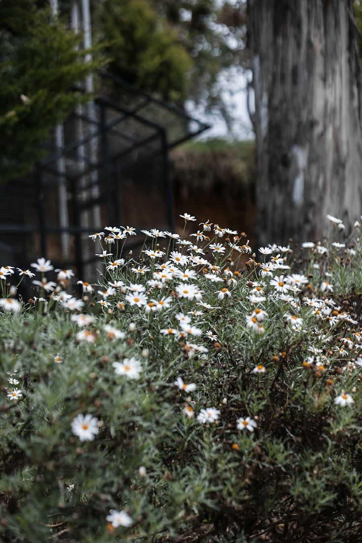 Daisy flowers Kodaikanal Aesthetic, Kodaikanal Photos, Kodaikanal Photography, Beautiful Daisy Flowers, Beach Poses By Yourself Photo Ideas, Bad Quotes, Kodaikanal, Poses By Yourself, Instagram Goals