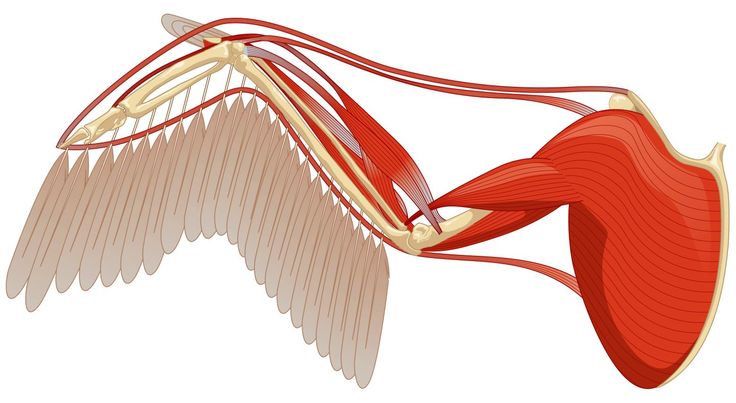 an image of a diagram of the muscles