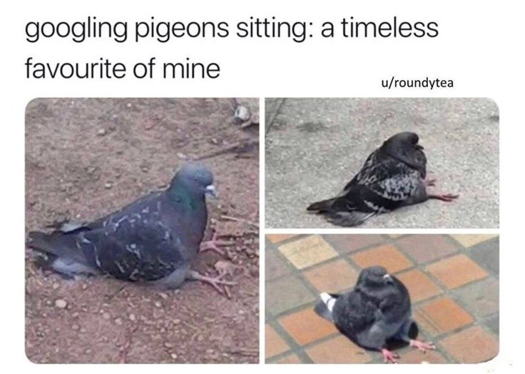 two pigeons sitting on the ground next to each other with caption that reads, googleged