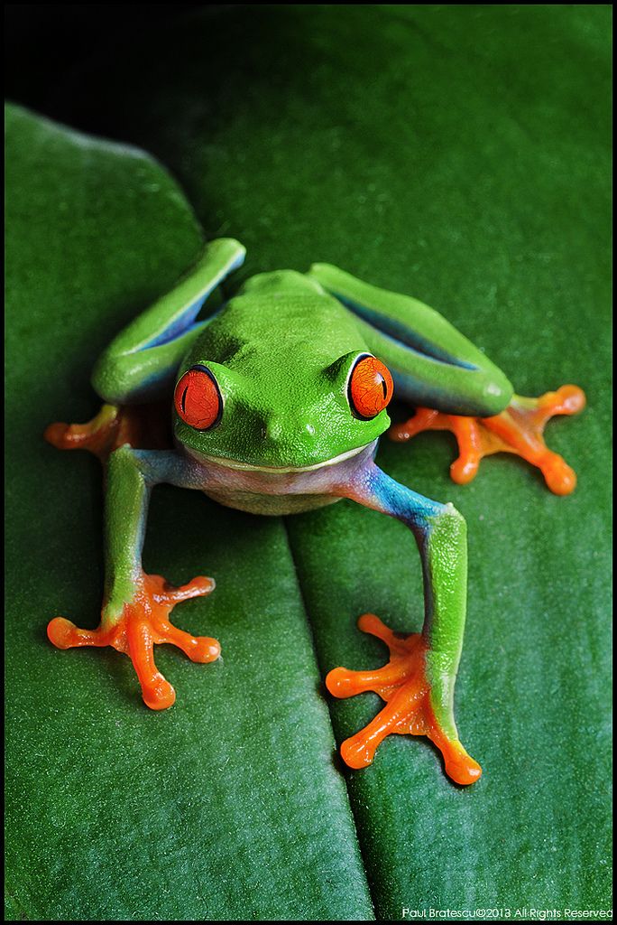 a red eyed tree frog sitting on top of a green leaf with bright orange eyes