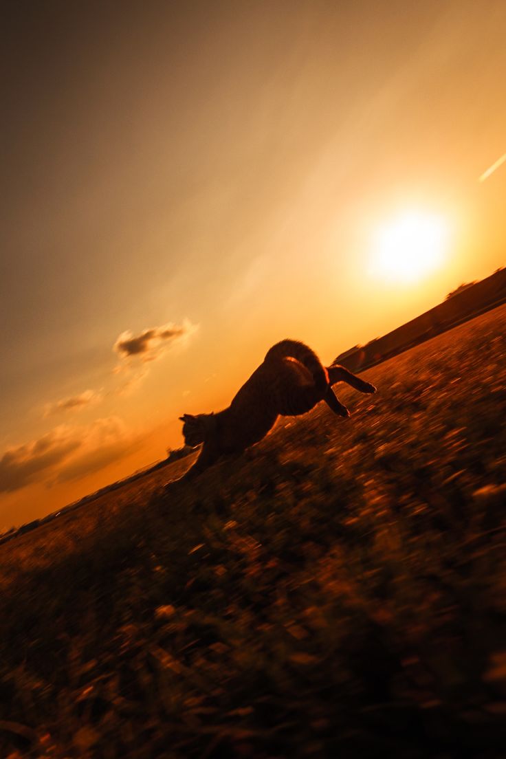 a dog running in the grass at sunset