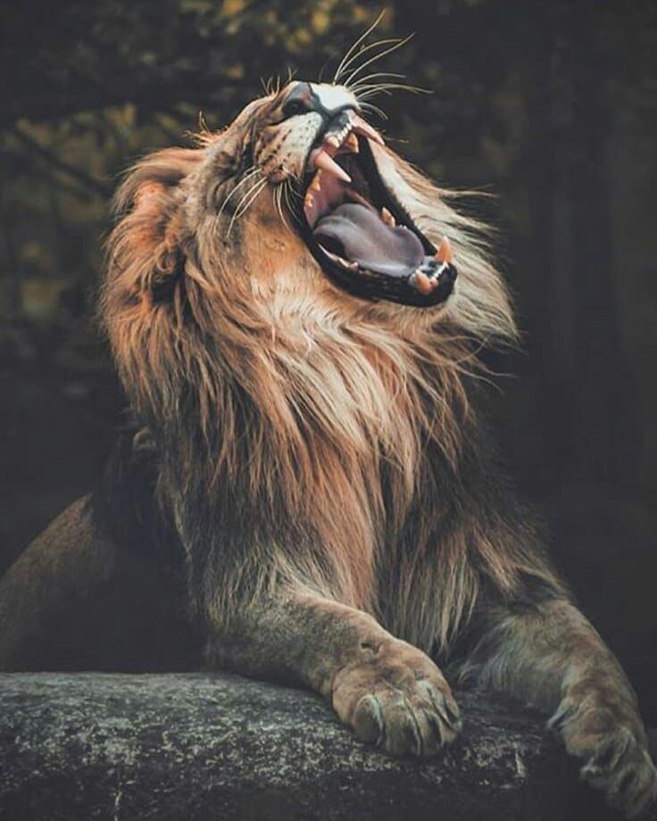 a lion with its mouth open showing teeth