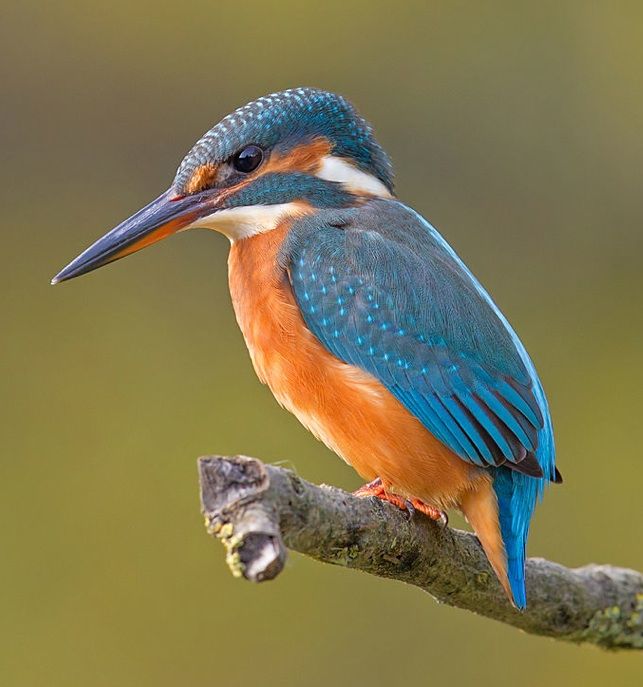 a blue and orange bird sitting on top of a tree branch