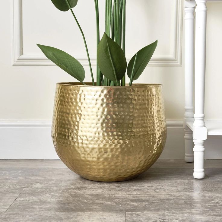 a potted plant sitting on top of a wooden floor