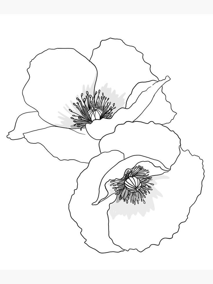 two white flowers are shown in this black and white drawing, with one large flower on the