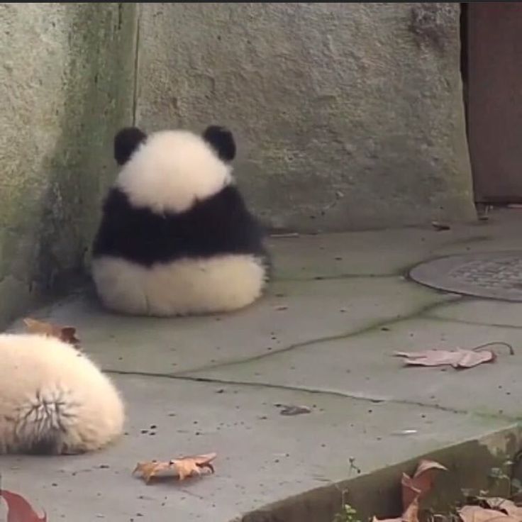 two stuffed panda bears sitting next to each other on the ground in front of a wall