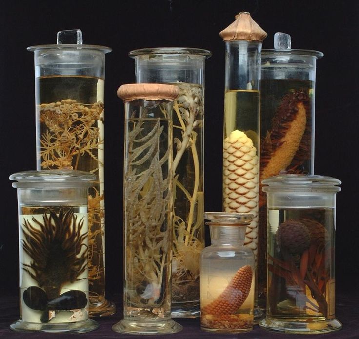 there are many different types of sea life in the glass vases and jars on the table