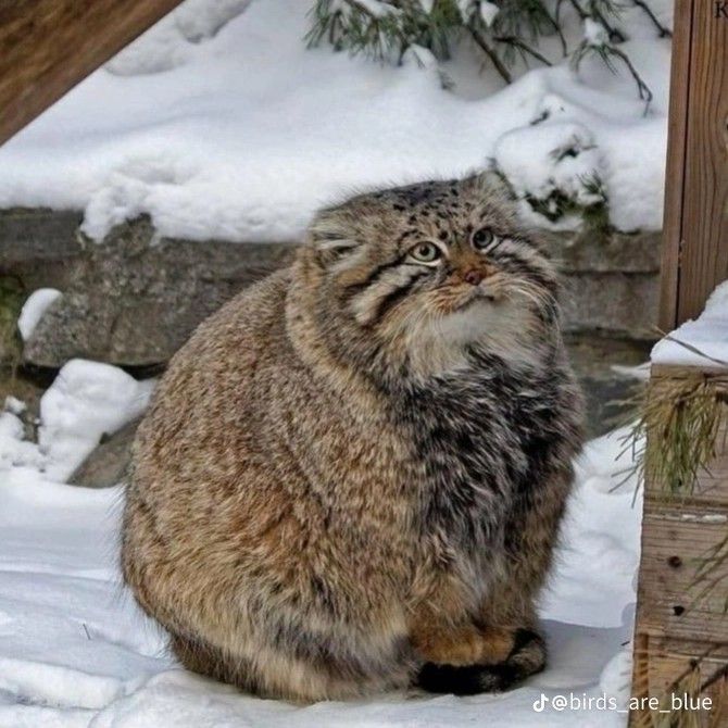 a cat that is sitting in the snow