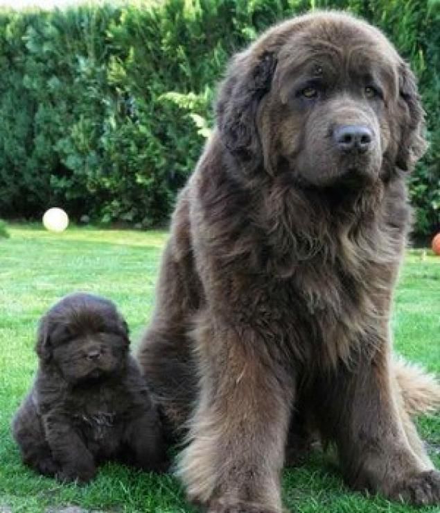 two large brown dogs sitting in the grass