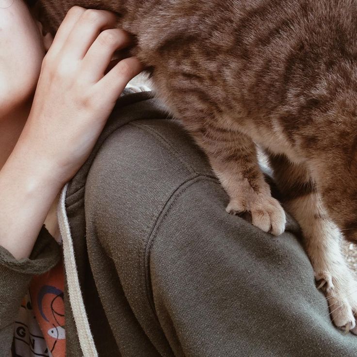 a cat sitting on the back of a person's lap with their arm around him