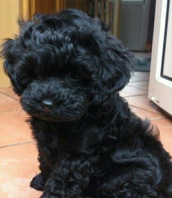 a small black dog sitting on top of a tile floor next to a microwave oven