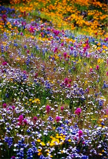 a field full of wildflowers and other flowers