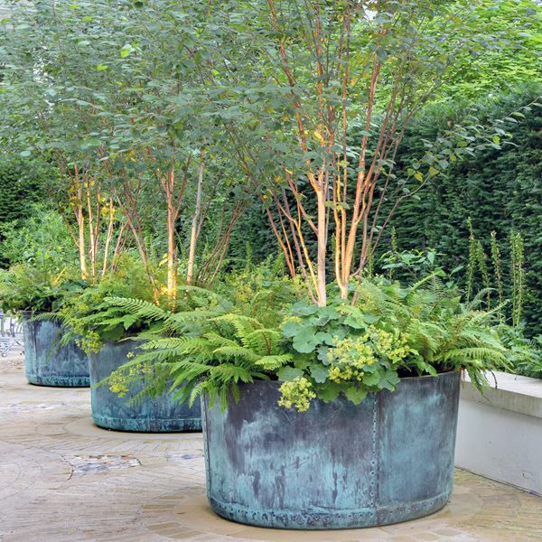 three metal planters with plants in them on a sidewalk next to a tree and bushes