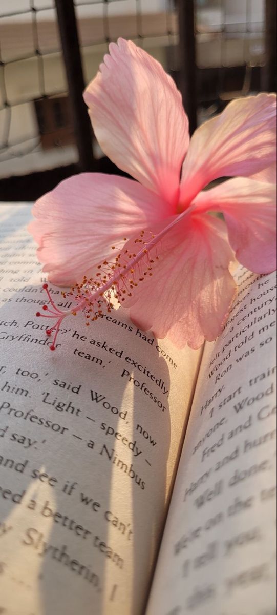 a pink flower sitting on top of an open book