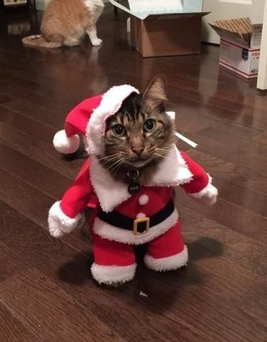 a cat wearing a santa suit and standing on the floor