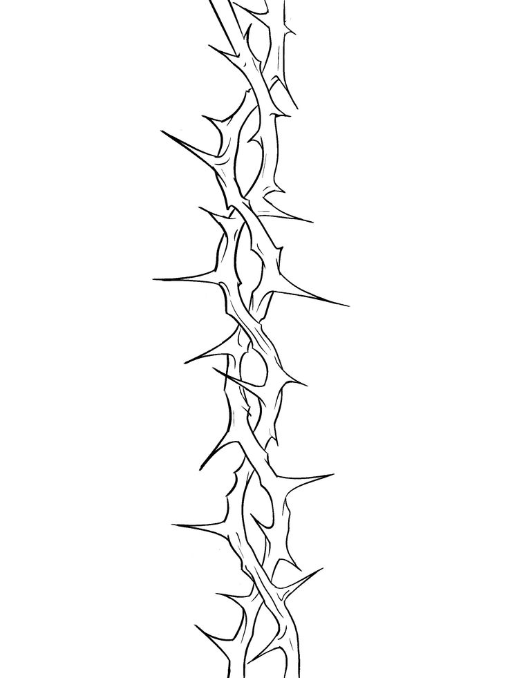 a black and white line drawing of a plant