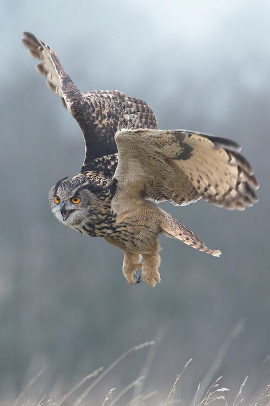 an owl flying through the air with its wings spread