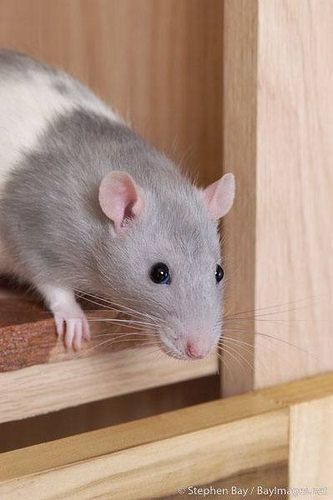 a gray and white rat sitting on top of a wooden shelf next to a drawer