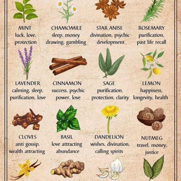 Herbs And What They Are Good For, Tea For Allergies, Fruit Magic, Herbs And Their Uses, Herbal Knowledge, Feeling Sluggish, Magickal Herbs, Witch Herbs, Medical Herbs