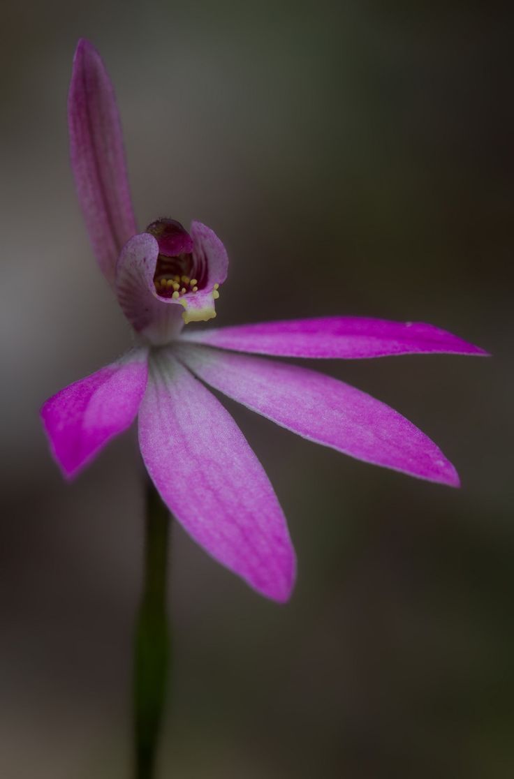 Blooming Succulents, Australian Wildflowers, Types Of Orchids, Orchids Garden, Orchid Flowers, Native Garden, Art Flowers, Early Spring, Amazing Flowers