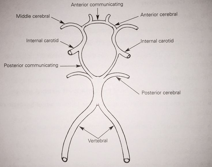 diagram of the parts of a human body