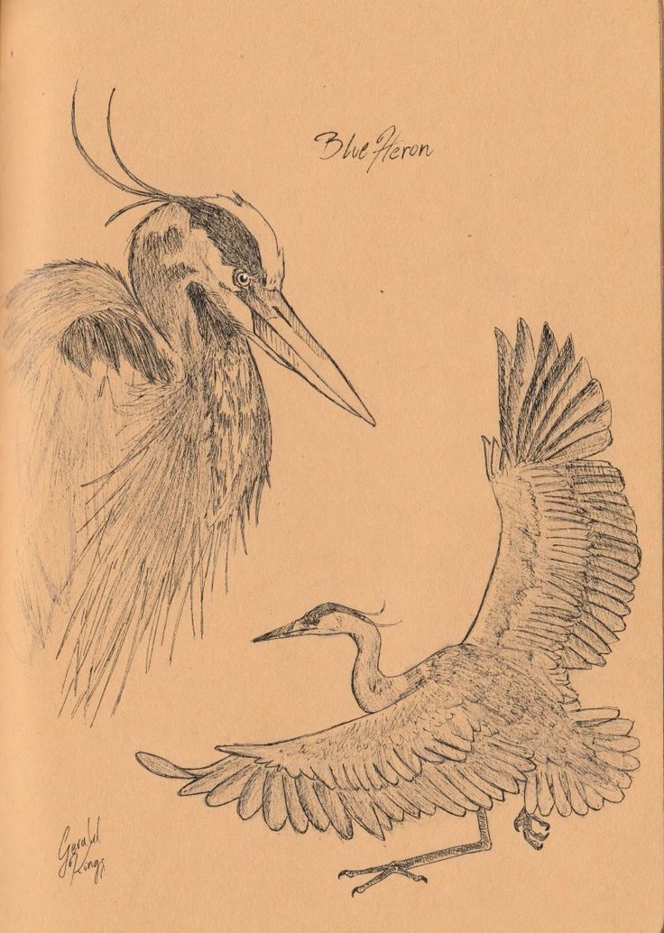 an old book with two drawings of birds