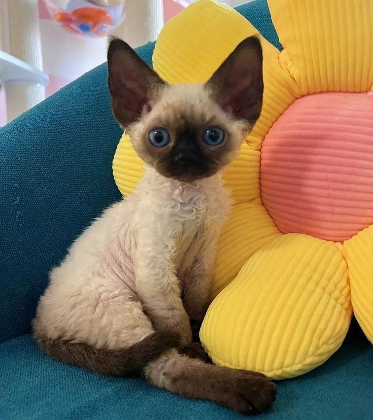 a siamese cat sitting on a blue couch next to a yellow flower shaped pillow