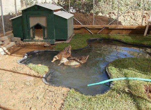 two ducks are swimming in the water near a small dog house and fenced in area