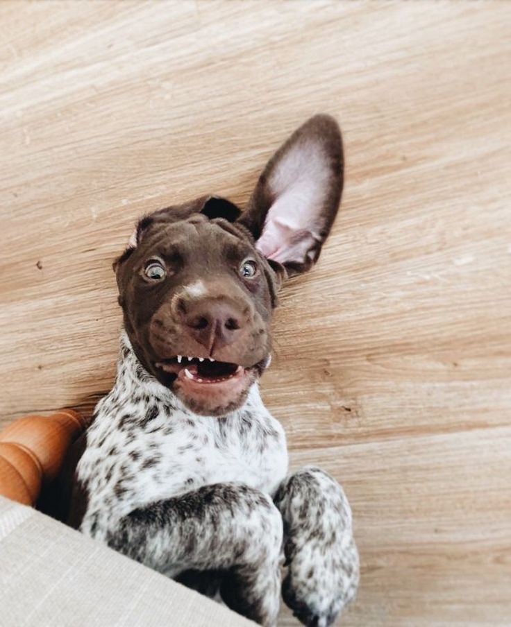 a brown and white dog sitting on top of a wooden floor