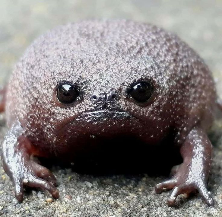 a close up of a frog on the ground