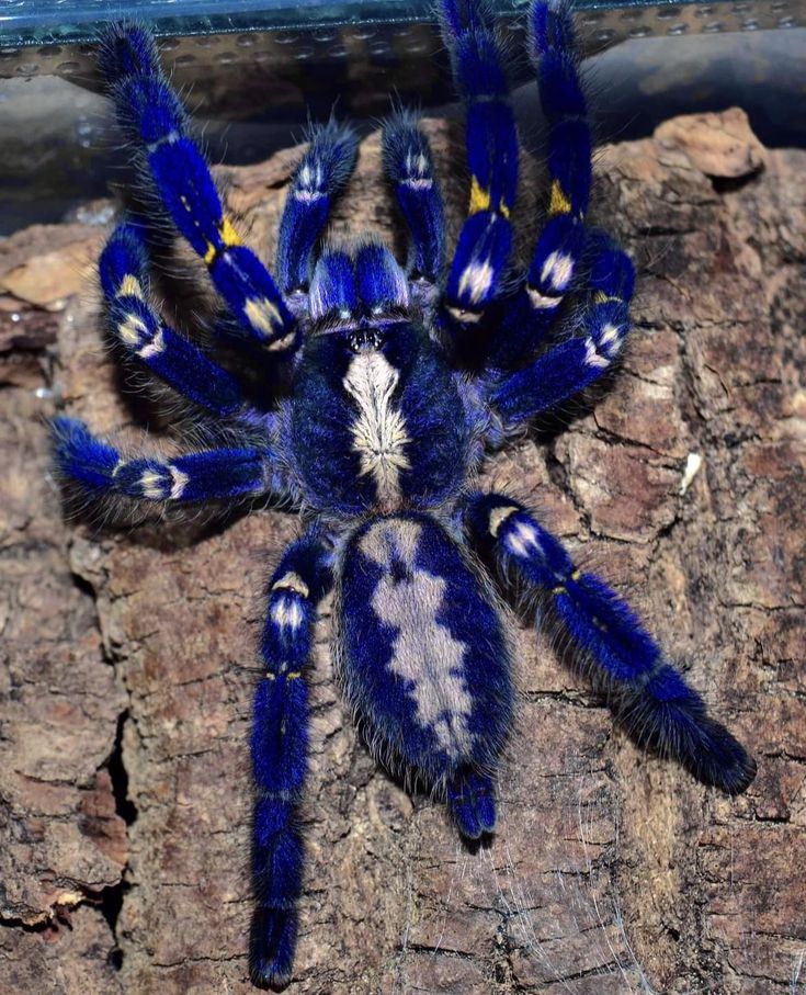 a blue and white spider sitting on top of a rock