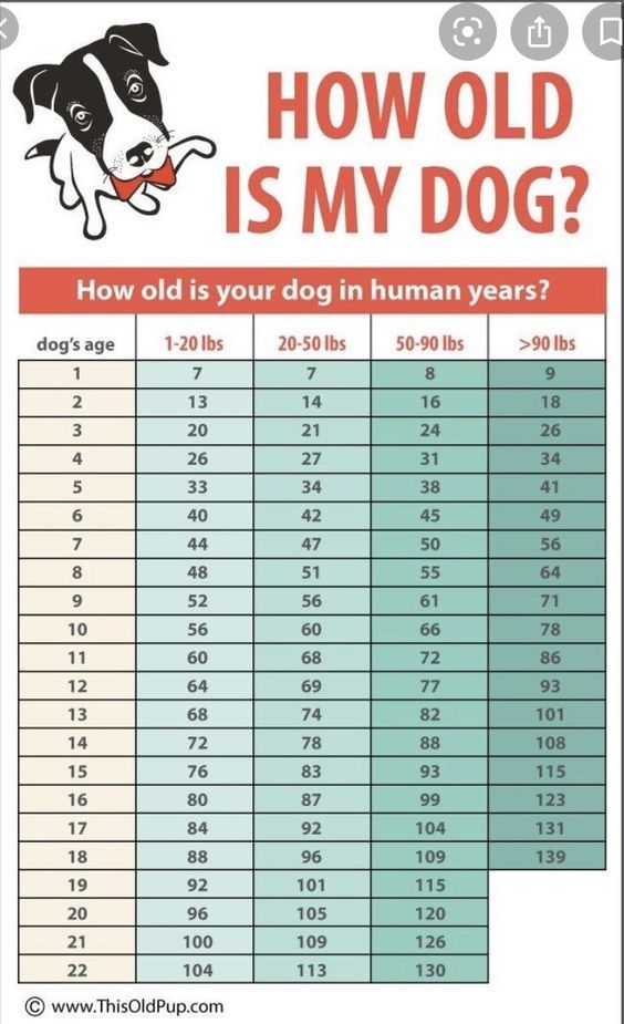 how old is my dog? info sheet for the dogs who are in human years