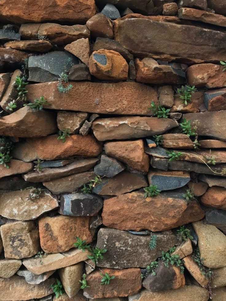 a rock wall with small plants growing out of it