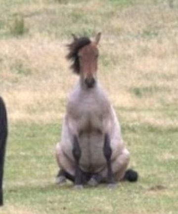 two horses sitting in the grass with one standing