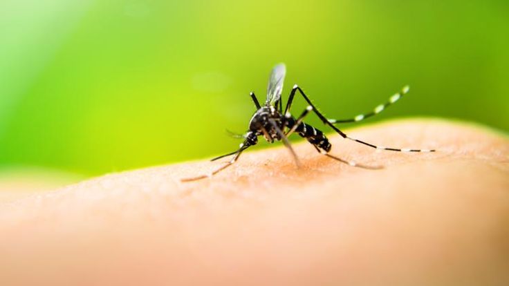 a mosquito on someone's hand with green background