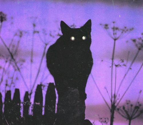 a black cat sitting on top of a wooden fence