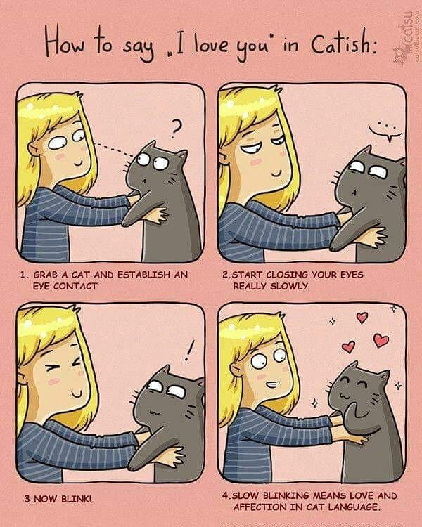 a comic strip about how to say i love you in cats