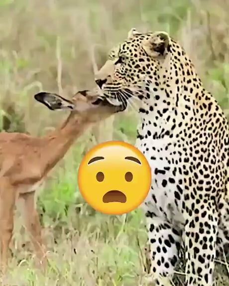 a cheetah and gazelle face to face with each other