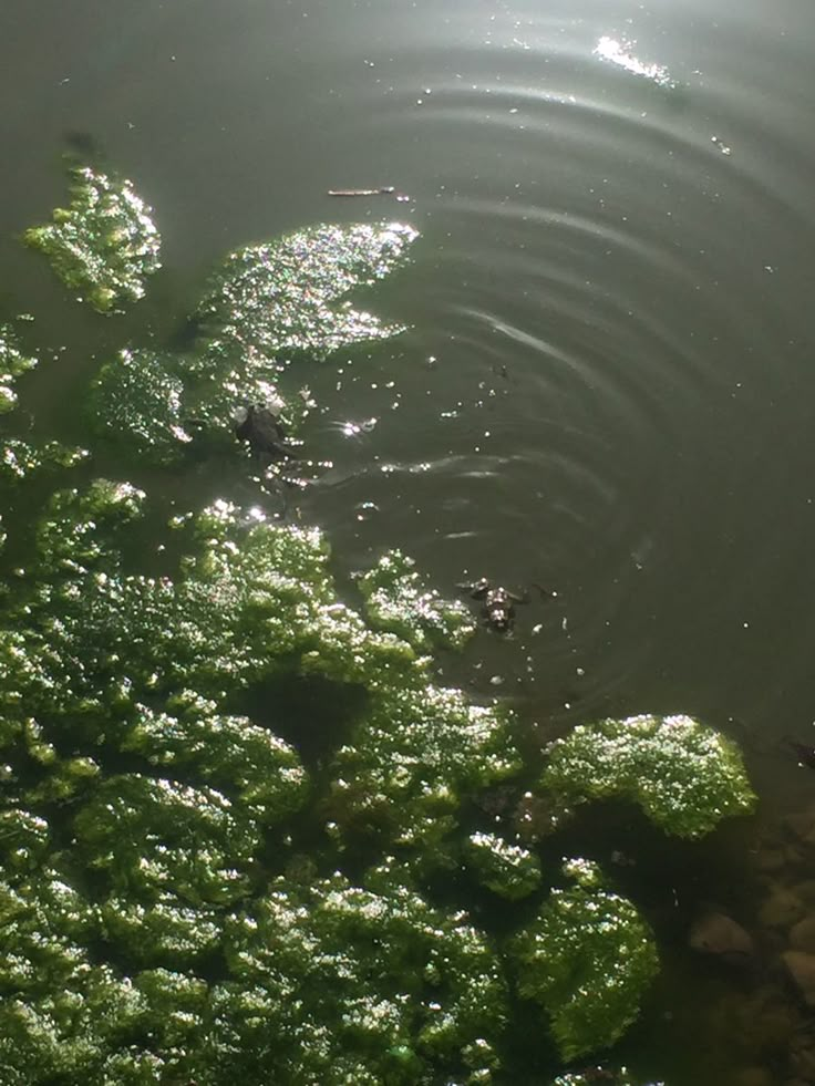 the water is full of green algae and rocks