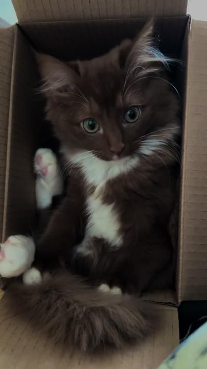 a brown and white cat sitting in a cardboard box