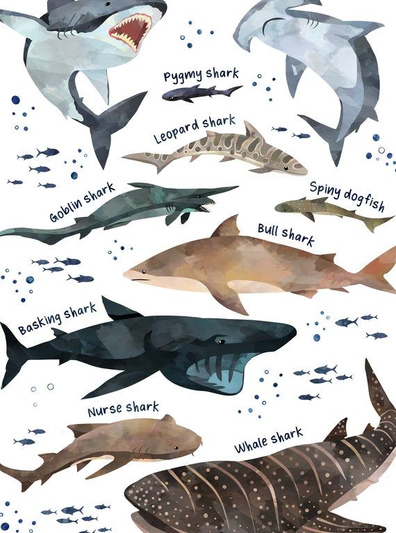 an image of different types of sharks in watercolor and ink on paper with words