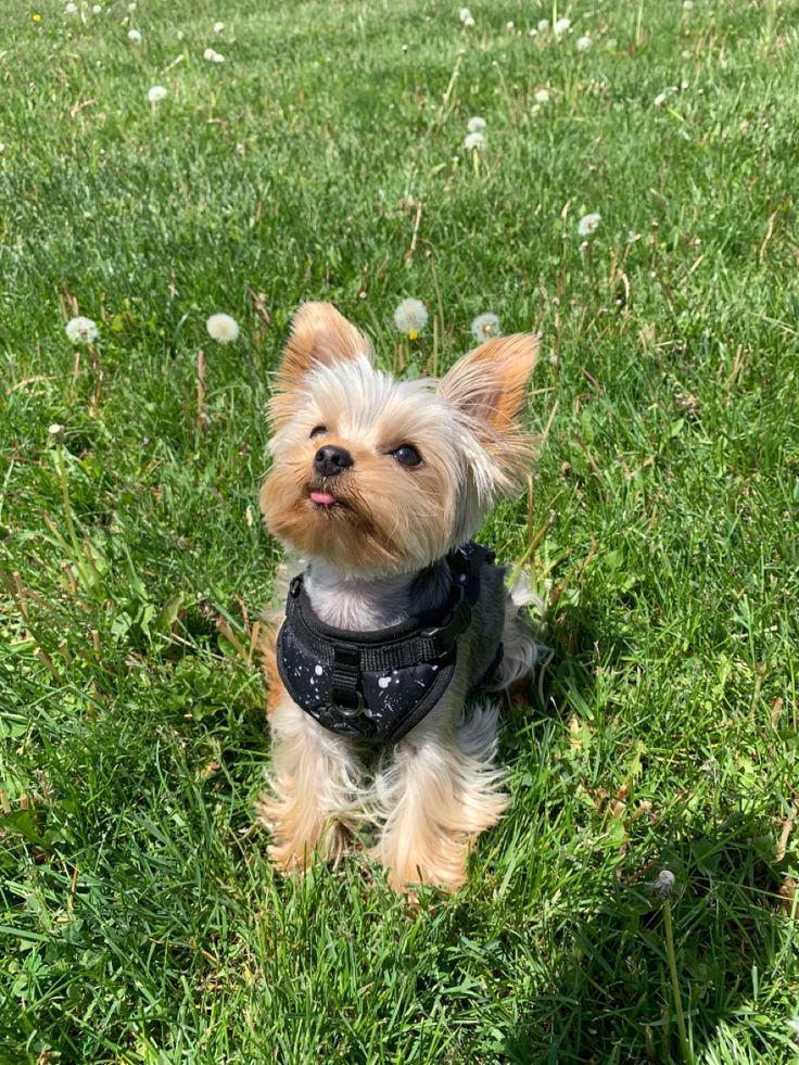 a small dog sitting on top of a lush green field