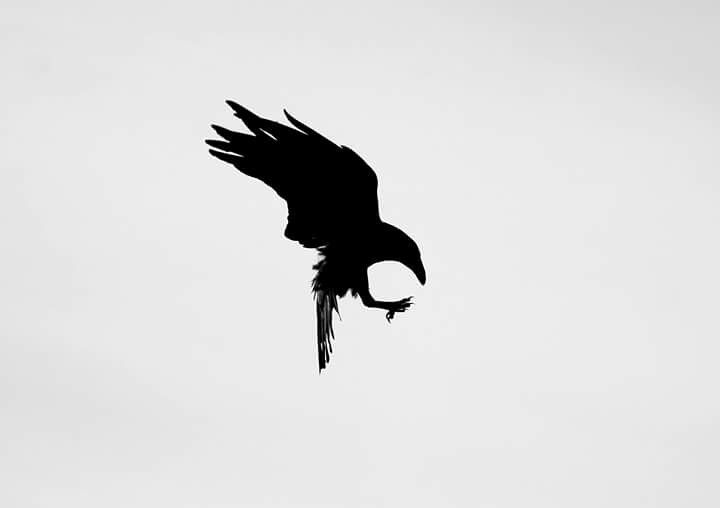 a black bird flying in the sky with its wings spread out and it's head down