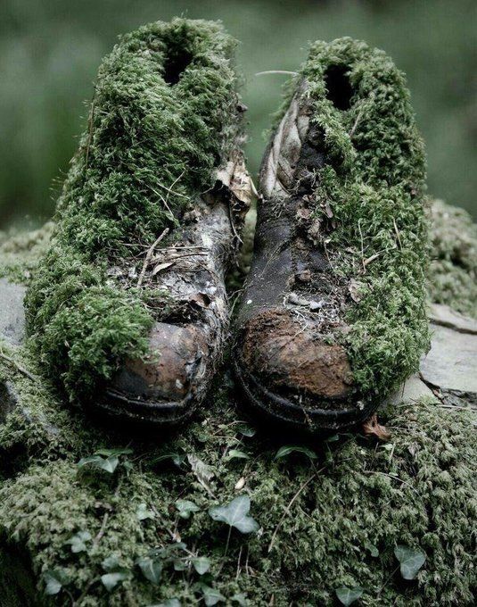 an old pair of shoes covered in moss