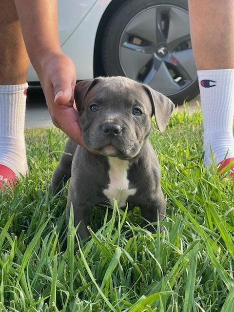 a puppy is being petted by its owner on the grass in front of a car