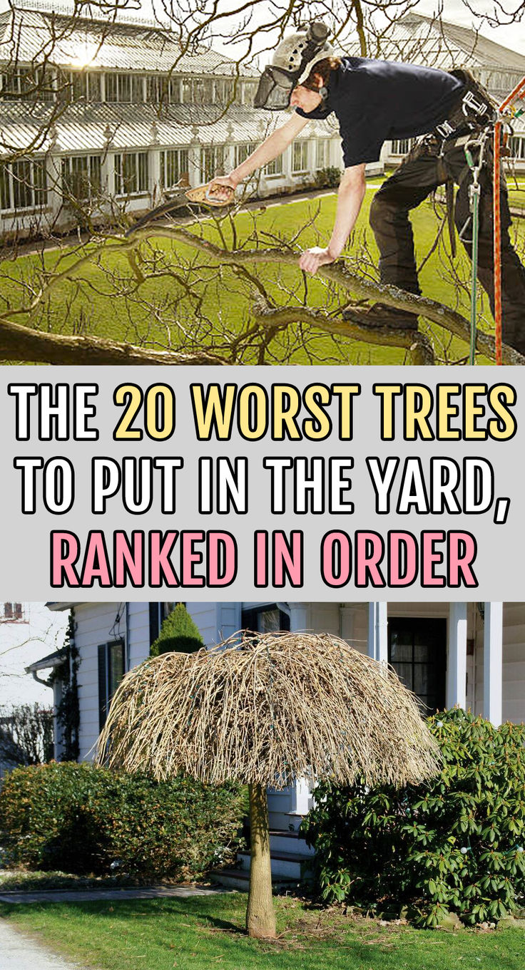 a man is working on a tree that has been cut down and put in the yard