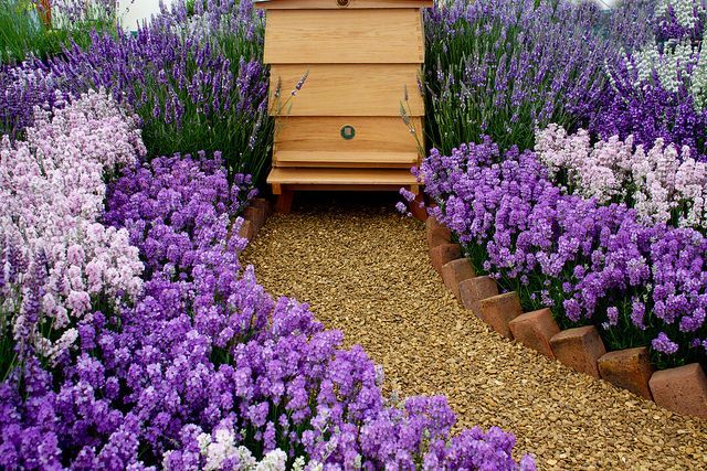 a beehive surrounded by lavender flowers in a garden