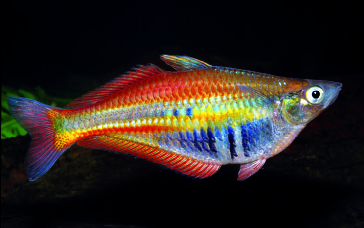 a colorful fish is swimming in an aquarium